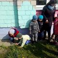Наблюдение за первоцвеиами на участке