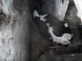 Оказание помощи по извлечению коровы Оказание помощи по извлечению коровы