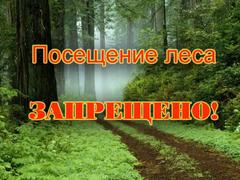 Запрет на посещение лесов введен на территории Хойникского района