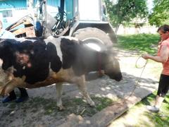 Оказание помощи по извлечению коровы Оказание помощи по извлечению коровы